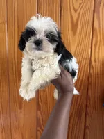 Dex, a male Shihpoo for sale in Geneva, GA – Photo 2 of 3