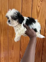 Dex, a male Shihpoo for sale in Geneva, GA – Photo 3 of 3
