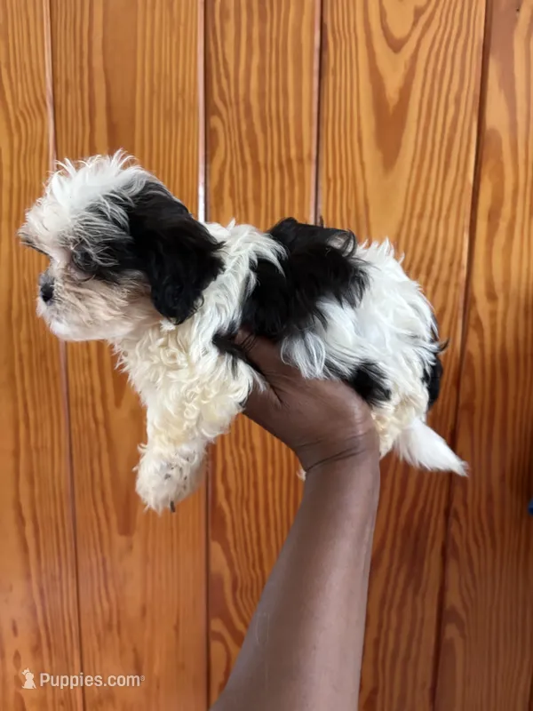 Dex, a male Shihpoo for sale in Geneva, GA – Photo 1 of 3