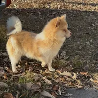 Tigger, a male Pomeranian for sale in Geneva, GA – Photo 3 of 5