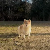 Tigger, a male Pomeranian for sale in Geneva, GA – Photo 1 of 5