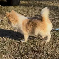 Tigger, a male Pomeranian for sale in Geneva, GA – Photo 2 of 5