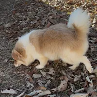 Tigger, a male Pomeranian for sale in Geneva, GA – Photo 5 of 5