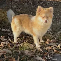 Tigger, a male Pomeranian for sale in Geneva, GA – Photo 4 of 5