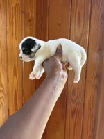 Amelia, a female Bichon Frise and French Bulldog for sale in Geneva, GA – Photo 3 of 5