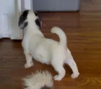 Amelia, a female Bichon Frise and French Bulldog for sale in Geneva, GA – Photo 2 of 5