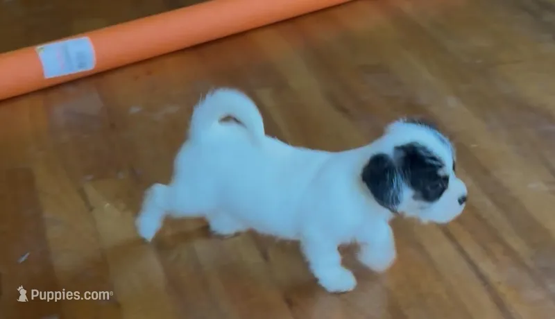 Amelia, a female Bichon Frise and French Bulldog for sale in Geneva, GA – Photo 1 of 5