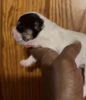 Amelia, a female Bichon Frise and French Bulldog for sale in Geneva, GA – Photo 5 of 5