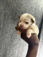 Jersey, a male Pomeranian for sale in Geneva, GA – Photo 4 of 4