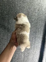 Jersey, a male Pomeranian for sale in Geneva, GA – Photo 3 of 4