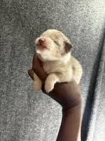 Jersey, a male Pomeranian for sale in Geneva, GA – Photo 1 of 4