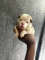 Jersey, a male Pomeranian for sale in Geneva, GA – Photo 2 of 4