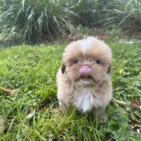 Legend, a male Shih Tzu for sale in Geneva, GA – Photo 5 of 5