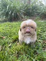 Legend, a male Shih Tzu for sale in Geneva, GA – Photo 5 of 5