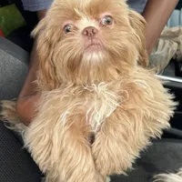 Legend, a male Shih Tzu for sale in Geneva, GA – Photo 4 of 5