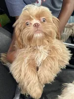 Legend, a male Shih Tzu for sale in Geneva, GA – Photo 4 of 5