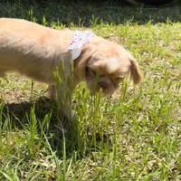 Legend, a male Shih Tzu for sale in Geneva, GA – Photo 1 of 5