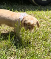 Legend, a male Shih Tzu for sale in Geneva, GA – Photo 1 of 5