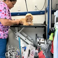 Legend, a male Shih Tzu for sale in Geneva, GA – Photo 3 of 5