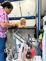 Legend, a male Shih Tzu for sale in Geneva, GA – Photo 3 of 5