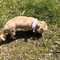 Legend, a male Shih Tzu for sale in Geneva, GA – Photo 2 of 5