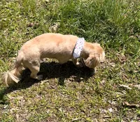 Legend, a male Shih Tzu for sale in Geneva, GA – Photo 2 of 5