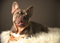 Brabus, a male French Bulldog for sale in Geneva, GA – Photo 3 of 3