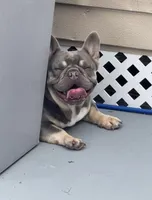 Brabus, a male French Bulldog for sale in Geneva, GA – Photo 2 of 3