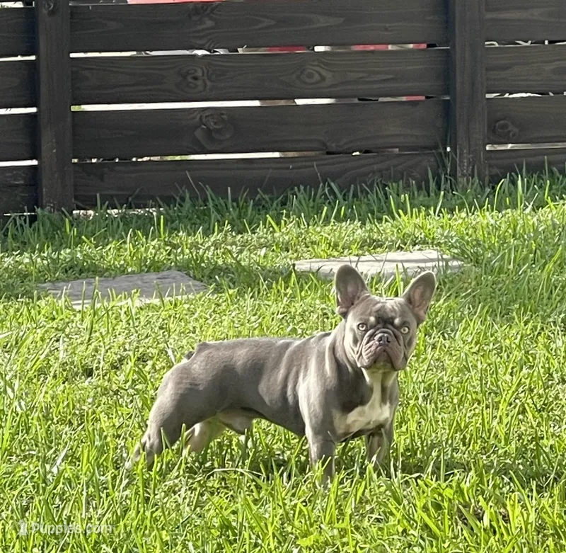 Brabus, a male French Bulldog for sale in Geneva, GA – Photo 1 of 3