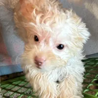 Lacey, a female Shihpoo for sale in Geneva, GA – Photo 1 of 2