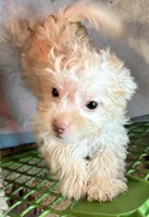 Lacey, a female Shihpoo for sale in Geneva, GA – Photo 1 of 2