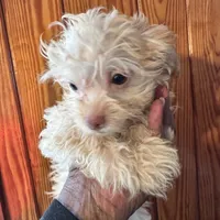 Lacey, a female Shihpoo for sale in Geneva, GA – Photo 2 of 2
