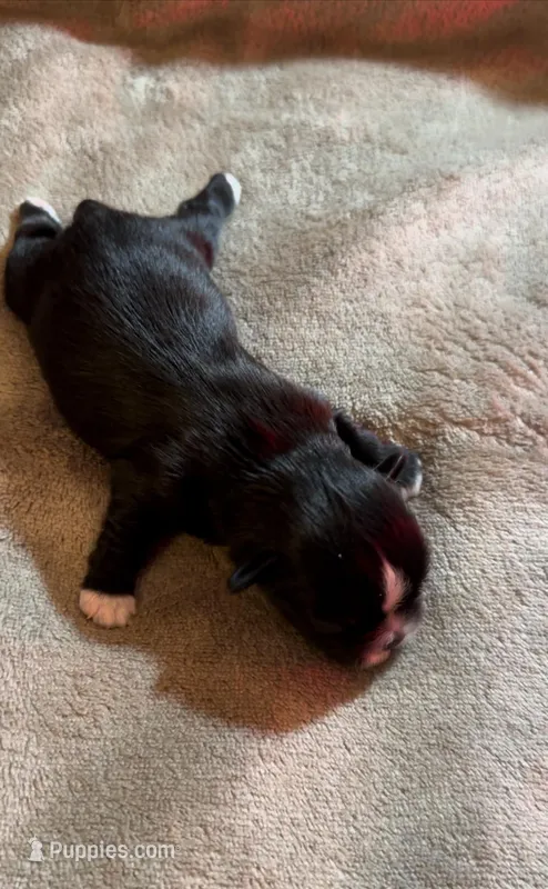 Khoal, a male Shih Tzu for sale in Geneva, GA – Photo 1 of 4