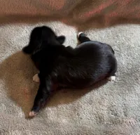 Khoal, a male Shih Tzu for sale in Geneva, GA – Photo 3 of 4