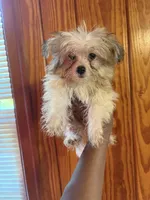 Maisie, a female Pomapoo for sale in Geneva, GA – Photo 4 of 4