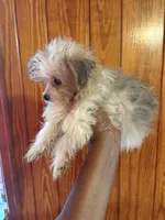 Maisie, a female Pomapoo for sale in Geneva, GA – Photo 2 of 4