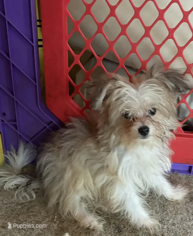 Maisie, a female Pomapoo for sale in Geneva, GA – Photo 1 of 4