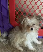 Maisie, a female Pomapoo for sale in Geneva, GA – Photo 1 of 4