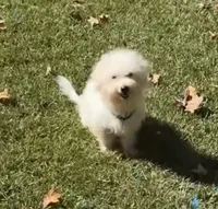 Kwest, a male Bichon Frise for sale in Geneva, GA – Photo 1 of 3