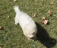 Kwest, a male Bichon Frise for sale in Geneva, GA – Photo 3 of 3