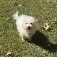 Kwest, a male Bichon Frise for sale in Geneva, GA – Photo 2 of 3