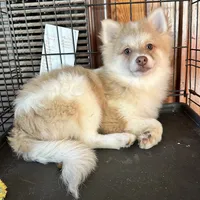 Jasper, a male Pomeranian for sale in Geneva, GA – Photo 1 of 6