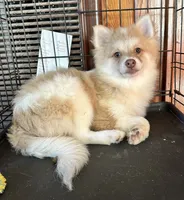 Jasper, a male Pomeranian for sale in Geneva, GA – Photo 1 of 6