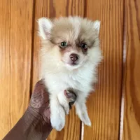 Jasper, a male Pomeranian for sale in Geneva, GA – Photo 5 of 6
