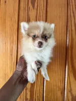 Jasper, a male Pomeranian for sale in Geneva, GA – Photo 5 of 6