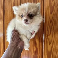 Jasper, a male Pomeranian for sale in Geneva, GA – Photo 4 of 6