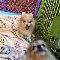 Jasper, a male Pomeranian for sale in Geneva, GA – Photo 3 of 6