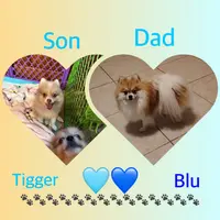 Jasper, a male Pomeranian for sale in Geneva, GA – Photo 2 of 6