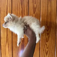 Jasper, a male Pomeranian for sale in Geneva, GA – Photo 6 of 6