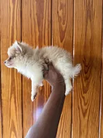 Jasper, a male Pomeranian for sale in Geneva, GA – Photo 6 of 6